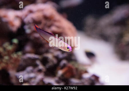 Lila Kappe firefish, nemateleotris Decora, Dart durch das Salzwasser auf einem tropischen Riff im Meer. Diese bunte Fische sind Violett und Weiß mit Stockfoto