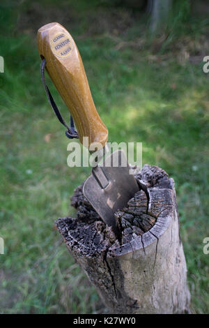 Kleine Kelle in Baumstumpf Stockfoto