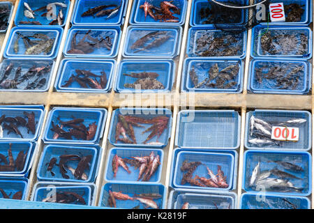 Körbe von sortiert lebende Fische und Meeresfrüchte auf einem Fischtrawler Zusammenarbeit der Sai Kung Pier im freien Floating Seafood Market in Hong Kong. Stockfoto