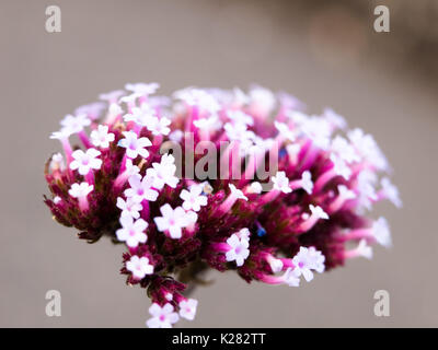 Kleine weiße Blumen lila schießt Staubblatt außerhalb Makro selektive; England; UK Stockfoto