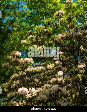 Mountain Laurel (Orton Effekt) auf Meigs Creek Trail, Great Smoky Mountains National Park, TN Stockfoto