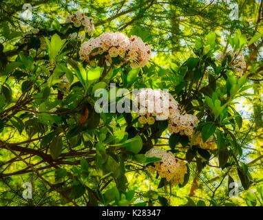 Mountain Laurel (Orton Effekt) auf Meigs Creek Trail, Great Smoky Mountains National Park, TN Stockfoto