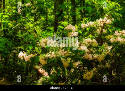 Mountain Laurel (Orton Effekt) auf Meigs Creek Trail, Great Smoky Mountains National Park, TN Stockfoto