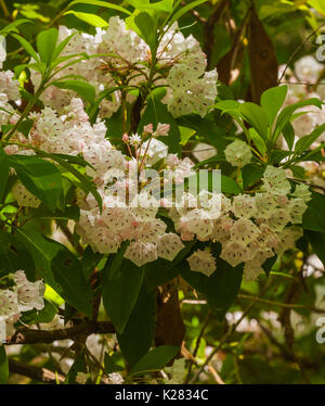 Mountain Laurel auf Meigs Creek Trail, Great Smoky Mountains National Park, TN Stockfoto