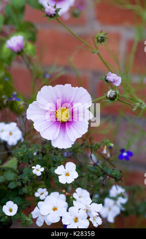 Blumen Schmuckkörbchen 'Daydream' gegen eine Rote Wand. Stockfoto
