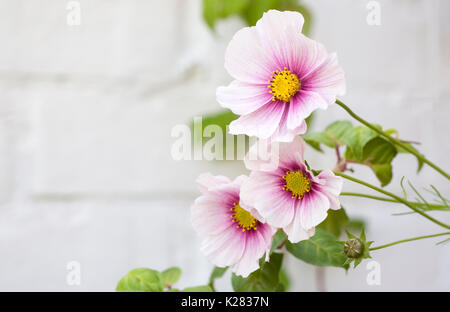 Blumen Schmuckkörbchen 'Daydream'. Stockfoto