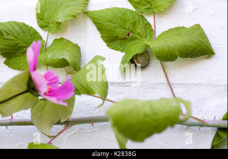 Cepaea nemoralis. Braun lippig Schnecke zu einer Mauer im Garten klammert, unter einem Raspberry leaf. Stockfoto