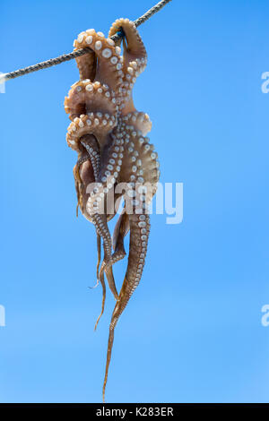 Octopus aufgehängt zum Trocknen in die Sonne, Mykonos, Griechenland. Stockfoto
