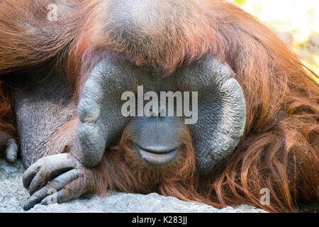 Orang-utan warten auf Menschen Bilder im Zoo in Thailand zu nehmen, manchmal sah es traurig Stockfoto