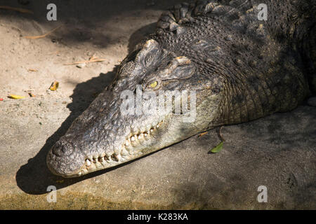 Krokodil in der Sonne stehen, im Zoo Stockfoto