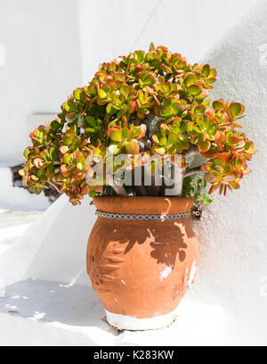 Crassula Ovata das Geld oder Jade Anlage in einem Terrakottatopf, Mykonos, Griechenland. Stockfoto