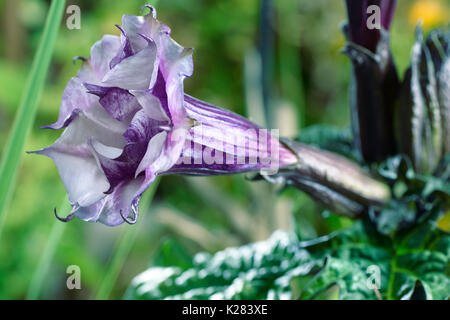 Datura metel fastuosa, Ballerina, Lila Blume Blüte. Alson wissen wie Trompete der Teufel oder Engel Trompete. Von der Seite. Stockfoto