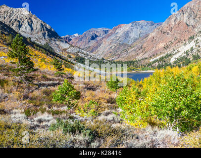 Bunte Blätter im Herbst auf Wanderung bei Lundy Canyon in der östlichen Sierra Nevada in Kalifornien gesehen Stockfoto