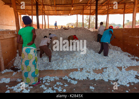 Afrika, Malawi, Balaka Bezirk. Baumwollverarbeitung Stockfoto