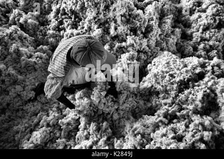 Afrika, Malawi, Balaka Bezirk. Baumwollverarbeitung Stockfoto