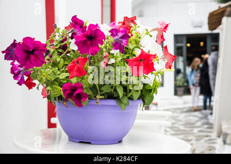 Bunte petunien in einer lila Topf, Mykonos, Griechenland. Stockfoto