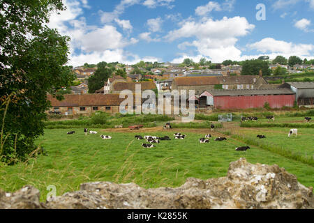 Herde der Friesische Rinder liegen in Emerald Weide in der Nähe von Hof bauten auf Molkerei unter blauen Himmel bei Castleton, Dorset, England Stockfoto