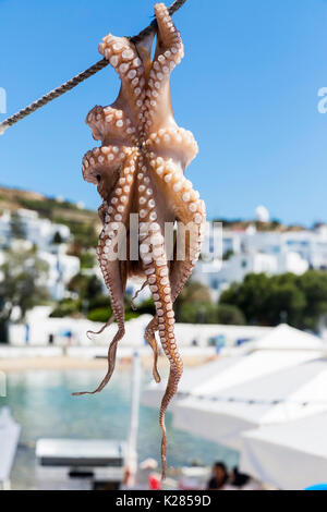 Octopus aufgehängt zum Trocknen in die Sonne, Mykonos, Griechenland. Stockfoto