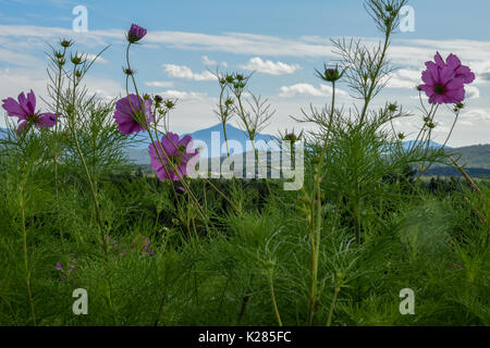 New Hampshire lila und rosa Blumen sind gegen die Weißen Berge & Mount Washington eingestellt Stockfoto