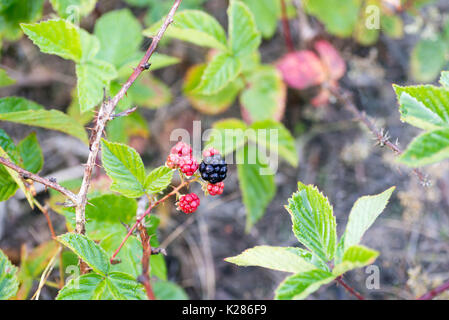 Wilden Brombeeren auf Zweig in Wald closeup Stockfoto