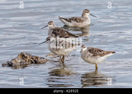 Wilson's phalarope (Phalaropus tricolor) Lake Titicaca Peru Stockfoto