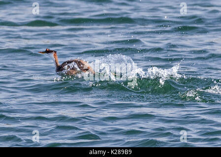 Titicaca flugunfähige grebe (Rollandia microptera), aka die Kurzen - winged grebe Flucht Titicacasee Peru Stockfoto