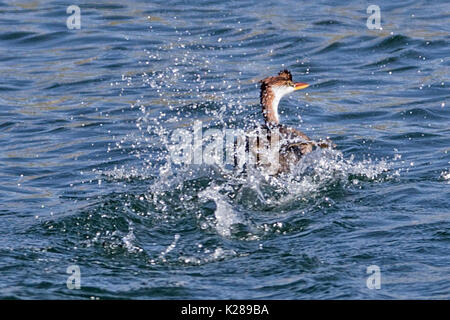 Titicaca flugunfähige grebe (Rollandia microptera), aka die Kurzen - winged grebe Flucht Titicacasee Peru Stockfoto