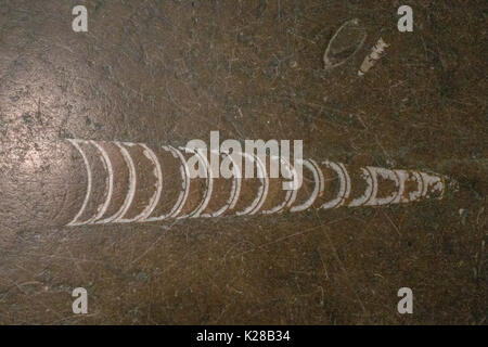 Fossilien aus Marmor sind nicht selten Stockfoto