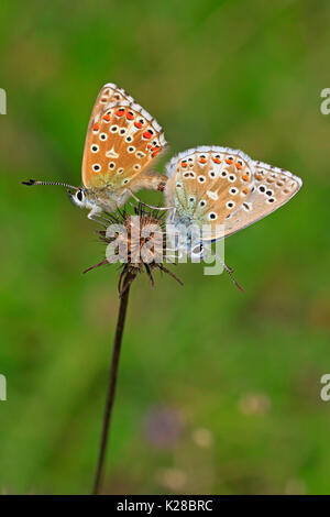 Passende Adonis blaue Schmetterlinge in den Cotswolds UK Stockfoto