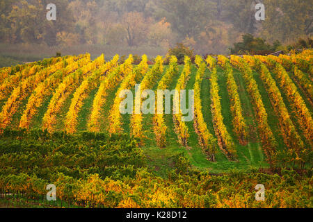 Panorama der Wachau. Bunte Herbst in Weinbergen, Österreich. Hügel von Niederösterreich Stockfoto