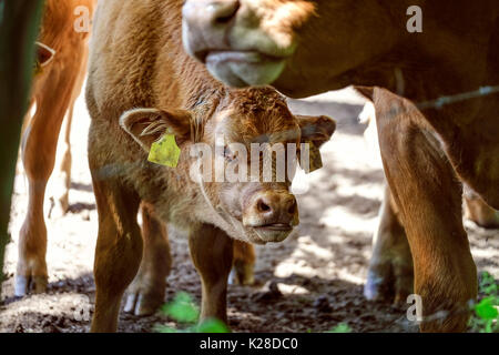 Mutterkühe und Kälber auf der Weide an einem sonnigen Sommertag Stockfoto