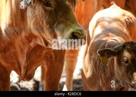 Mutterkühe und Kälber auf der Weide an einem sonnigen Sommertag Stockfoto