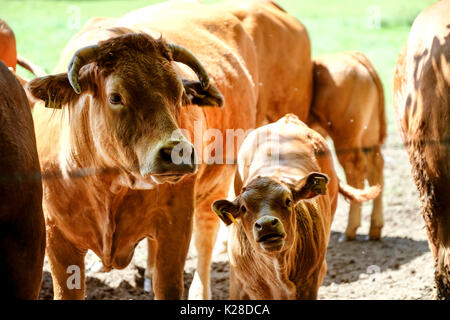Mutterkühe und Kälber auf der Weide an einem sonnigen Sommertag Stockfoto