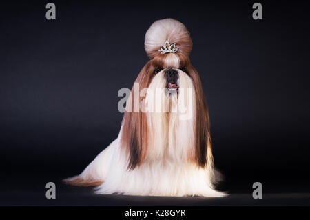 Shih Tzu dog portrait im Studio Stockfoto