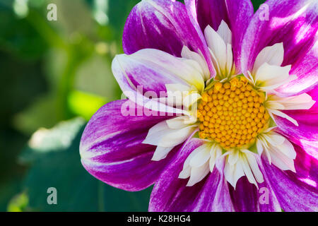 Von ken gala Dahlie in einem natürlichen Garten wachsenden. Teilweise mit Blick auf den Kopf auf der rechten Seite. Diese Blüten sind violett und weiss p Stockfoto