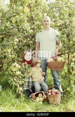 Glückliche Familie sammelt Äpfel im Garten Stockfoto