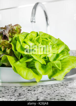 Grün und lila Salat Salat Waschen in der Spüle Stockfoto