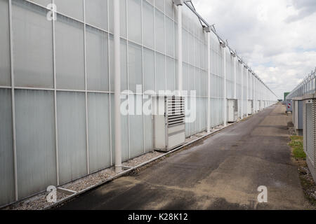 MOERKAPELLE, Westland, Niederlande - Juni 5, 2017: Moderne Gewächshaus mit geweisste Wände aus Glas Sonne, um Schäden zu verhindern und die Temperaturen zu reduzieren. Stockfoto