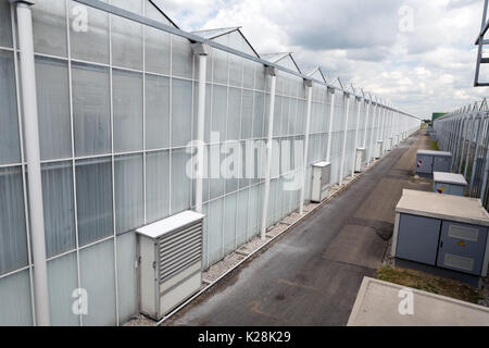 MOERKAPELLE, Westland, Niederlande - Juni 5, 2017: Moderne Gewächshaus mit geweisste Wände aus Glas Sonne, um Schäden zu verhindern und die Temperaturen zu reduzieren. Stockfoto