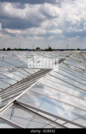 MOERKAPELLE, Westland, Niederlande - Juni 5, 2017: Blick über das Glasdach eines Gewächshauses mit Windmühlen am Horizont. Stockfoto