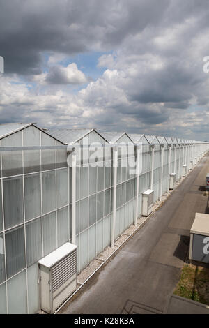 MOERKAPELLE, Westland, Niederlande - Juni 5, 2017: Moderne Gewächshaus mit geweisste Wände aus Glas Sonne, um Schäden zu verhindern und die Temperaturen zu reduzieren. Stockfoto