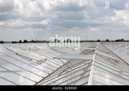 MOERKAPELLE, Westland, Niederlande - Juni 5, 2017: Blick über das Glasdach eines Gewächshauses mit Windmühlen am Horizont. Stockfoto