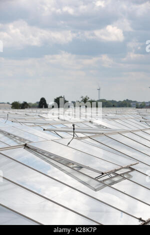 MOERKAPELLE, Westland, Niederlande - Juni 5, 2017: Blick über das Glasdach eines Gewächshauses mit einer Mühle am Horizont. Stockfoto