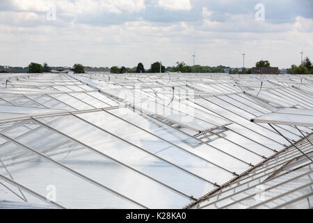 MOERKAPELLE, Westland, Niederlande - Juni 5, 2017: Blick über das Glasdach eines Gewächshauses mit Windmühlen am Horizont. Stockfoto