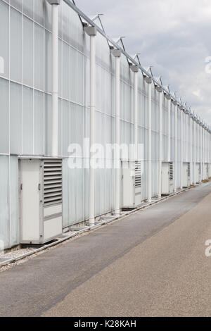 MOERKAPELLE, Westland, Niederlande - Juni 5, 2017: Moderne Gewächshaus mit geweisste Wände aus Glas Sonne, um Schäden zu verhindern und die Temperaturen zu reduzieren. Stockfoto