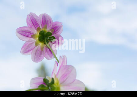 Ansicht der Rückseite zwei Rosa/Violett und Weiß, Aegean Sky Dahlia Blumen mit dem Himmel als Hintergrund. seichte konzentrieren sich nur auf die wichtigsten Blume Verlassen der Re Stockfoto