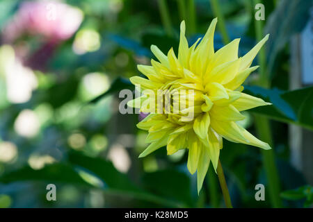 Seitenansicht eines hellen gelben formby Goldstaub Dahlie Blume unter anderem Blumen im Garten wächst. Soft Focus nur auf die Blüte. Stockfoto