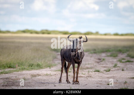 Blue Wildebeest stehend in Sand in der zentralen Kalahari, Botswana. Stockfoto