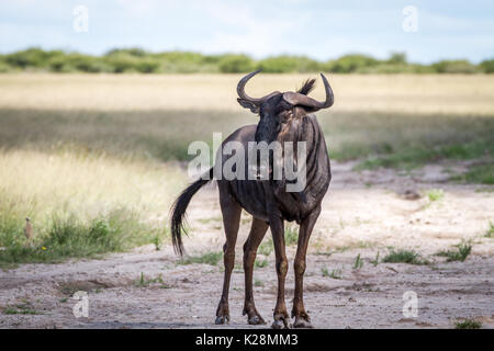 Blue Wildebeest stehend in Sand in der zentralen Kalahari, Botswana. Stockfoto