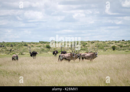 Oryx und Strauße im hohen Gras in der zentralen Kalahari, Botswana. Stockfoto
